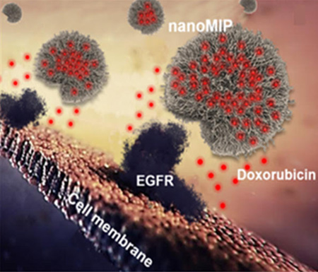 Схема связывания синтезированных nanoMIP с поверхностью клетки