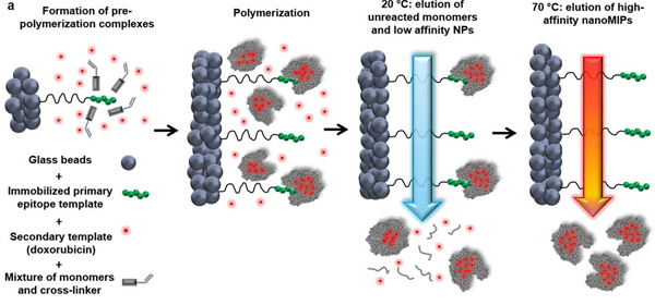 Схема синтеза nanoMIP с иммобилизованным на стеклянных шариках концевым фрагментом EGFR