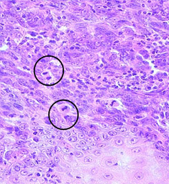 Оценка митотического индекса